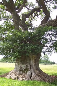 An ancient pollarded oak