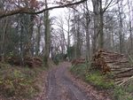 Harvesting timber