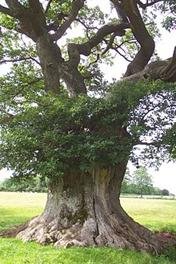 An ancient pollarded oak tree near Michaelchurch Court
