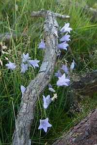Harebells